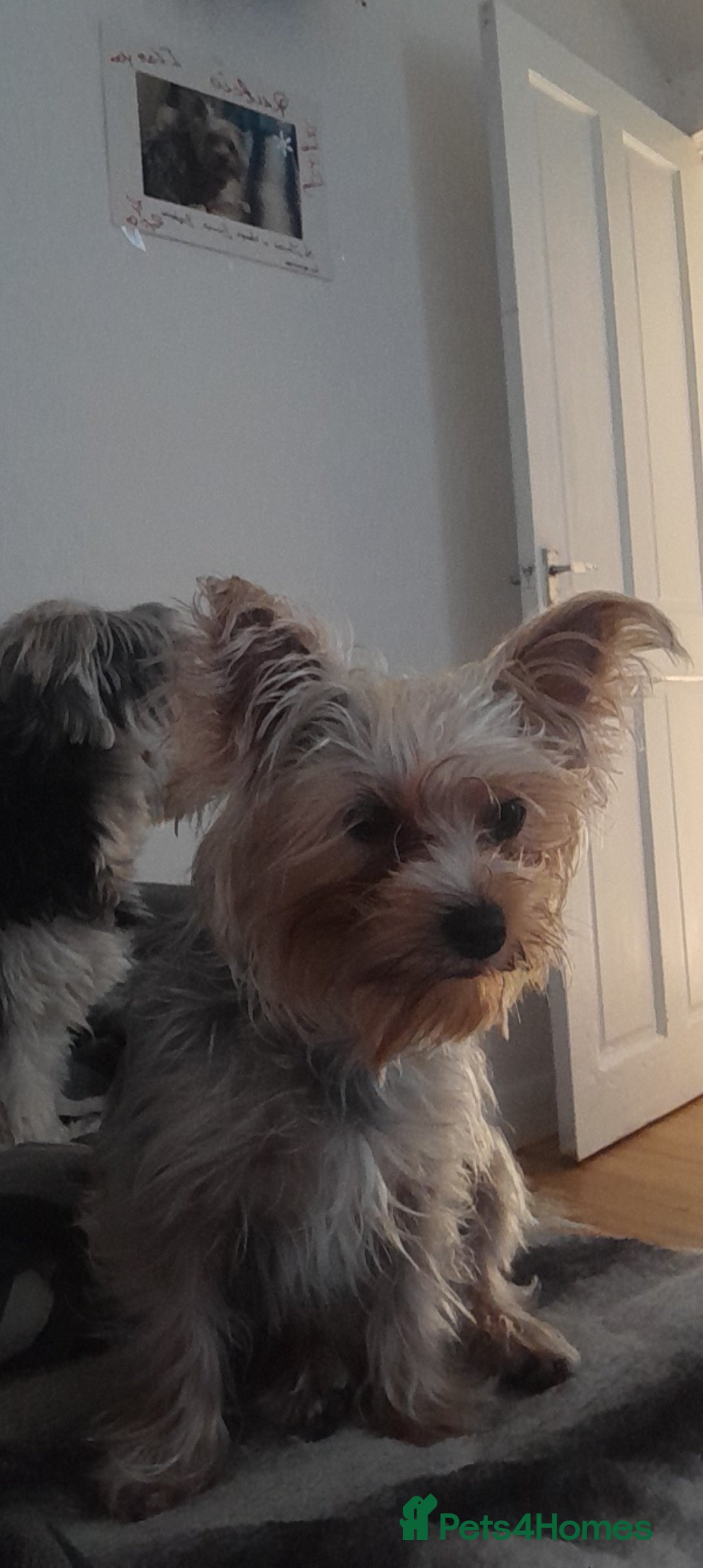 Yorkshire Terrier dogs for sale: York terrier puppy - Advert 5