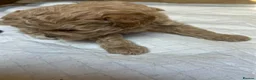 Toy Poodle dogs for sale: TOY POODLE GIRLS AND BOYS READ NOW  - Advert 18