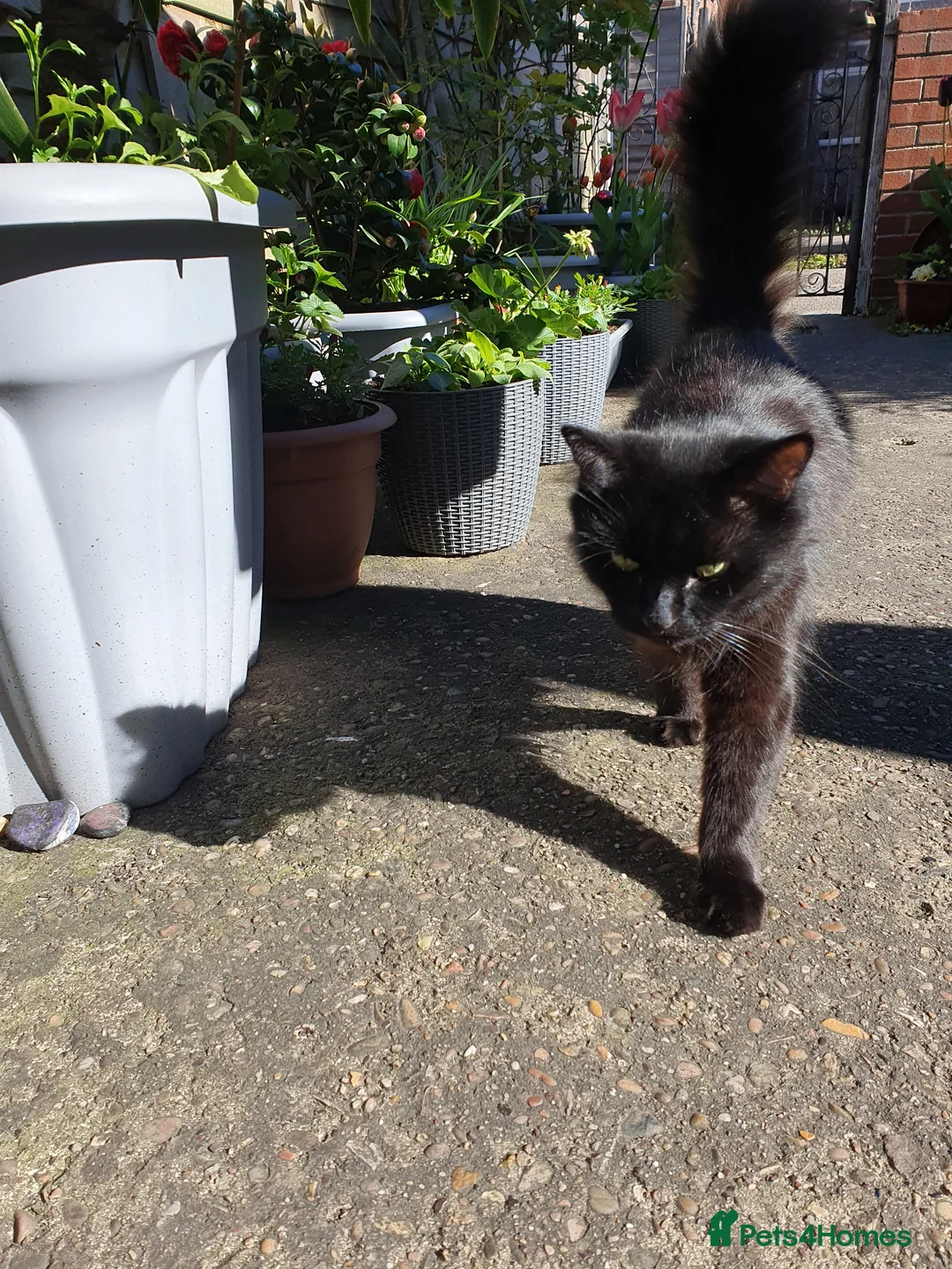 Mixed Breed cats for sale: Ms Svetlana - Advert 1