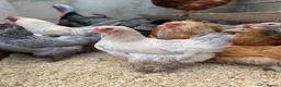 Chickens poultry for sale: Hatching Eggs🐣USA Bearded Silkies,Brahmas,Vorwerk - Advert 33