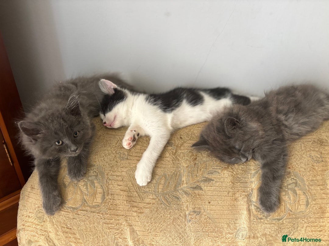 Mixed Breed cats for sale: Fluffy Turkish Angora mixed breed kittens  - Image 18