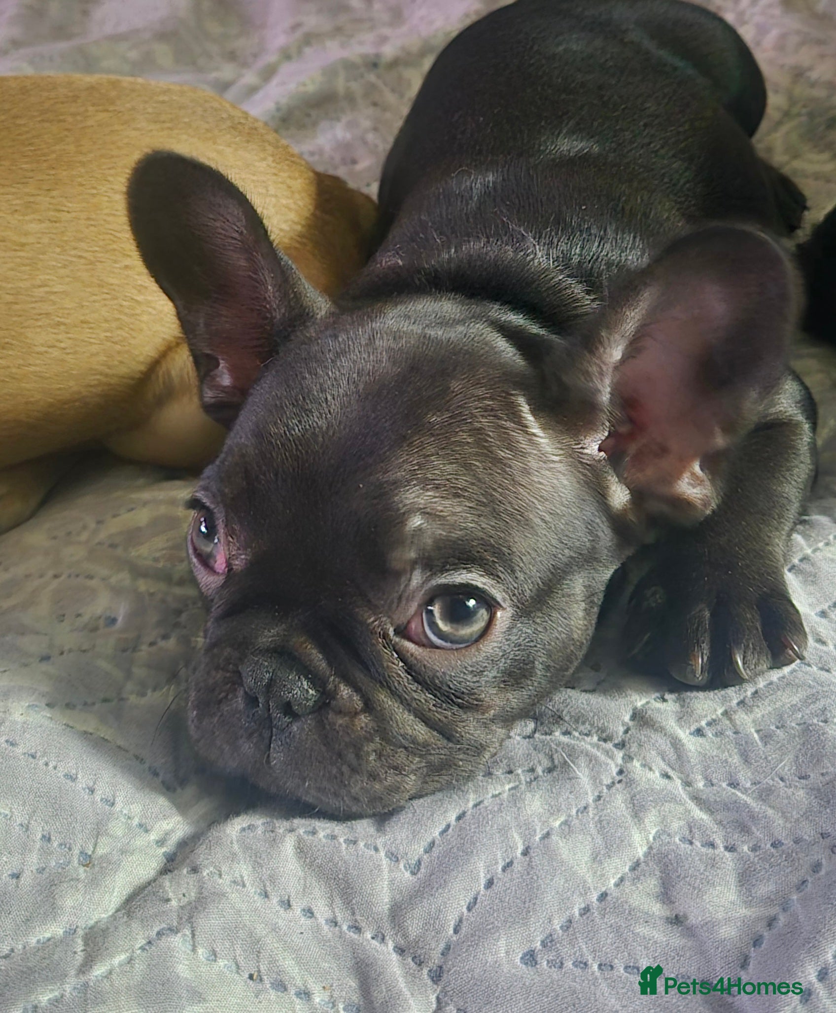 French Bulldog dogs French bulldog puppies  1 girl 1 boy - Advert 6