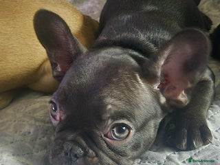 French Bulldog dogs French bulldog puppies 1 girl 1 boy - Advert 6