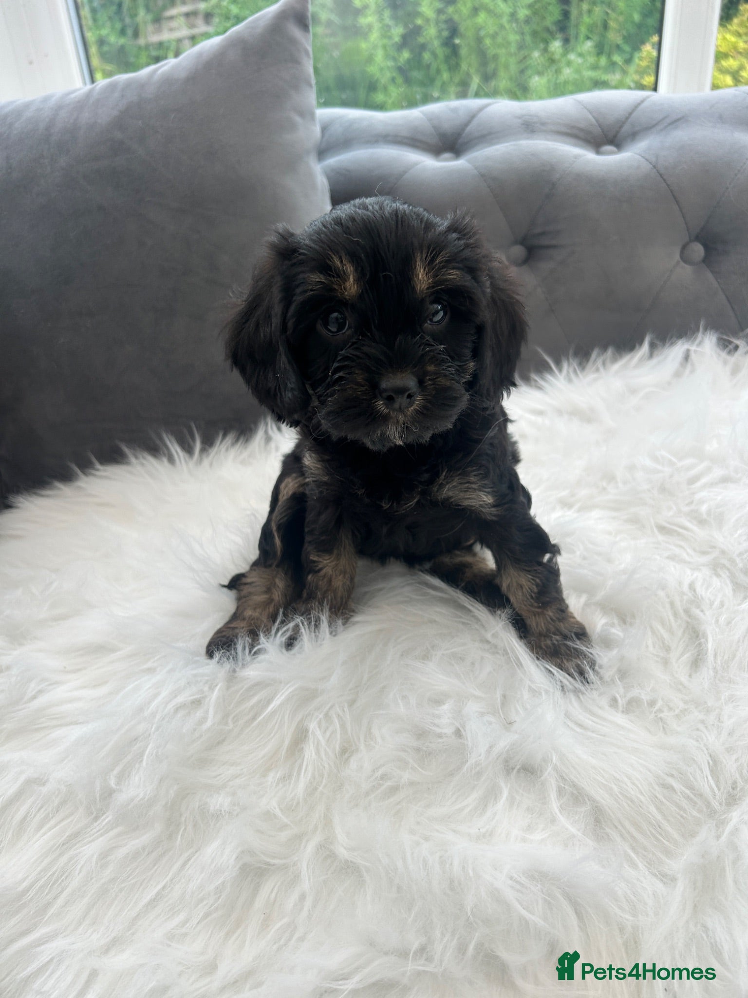Cavapoo dogs F1 cavapoo puppies  - Advert 2