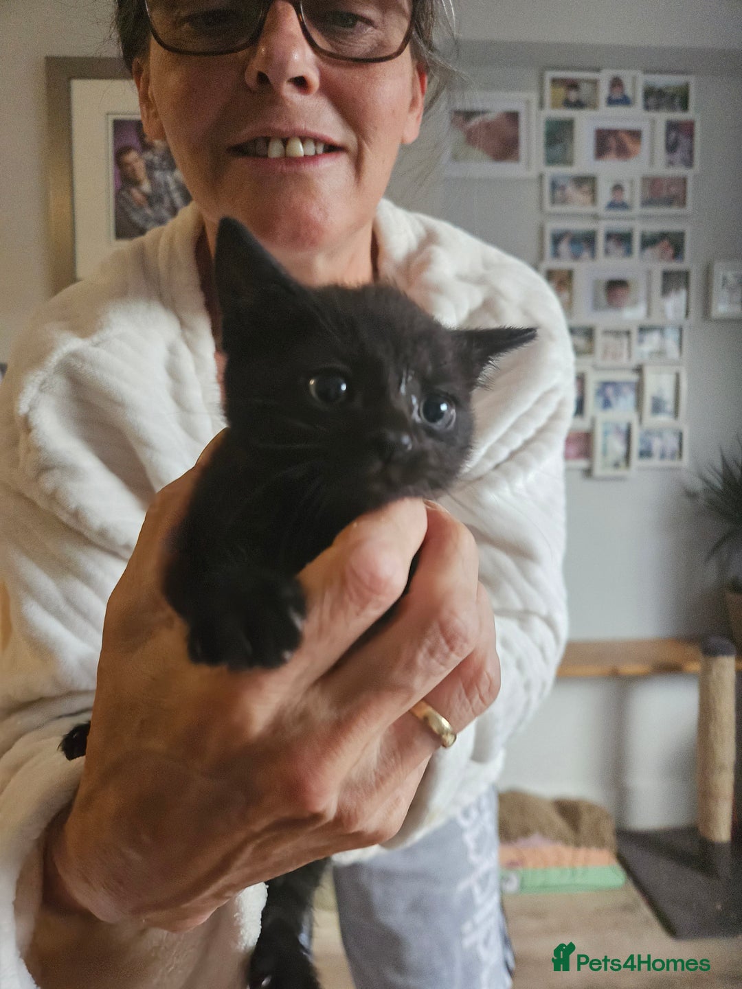 Maine Coon cats for sale: Half maine coon kittens - Image 3