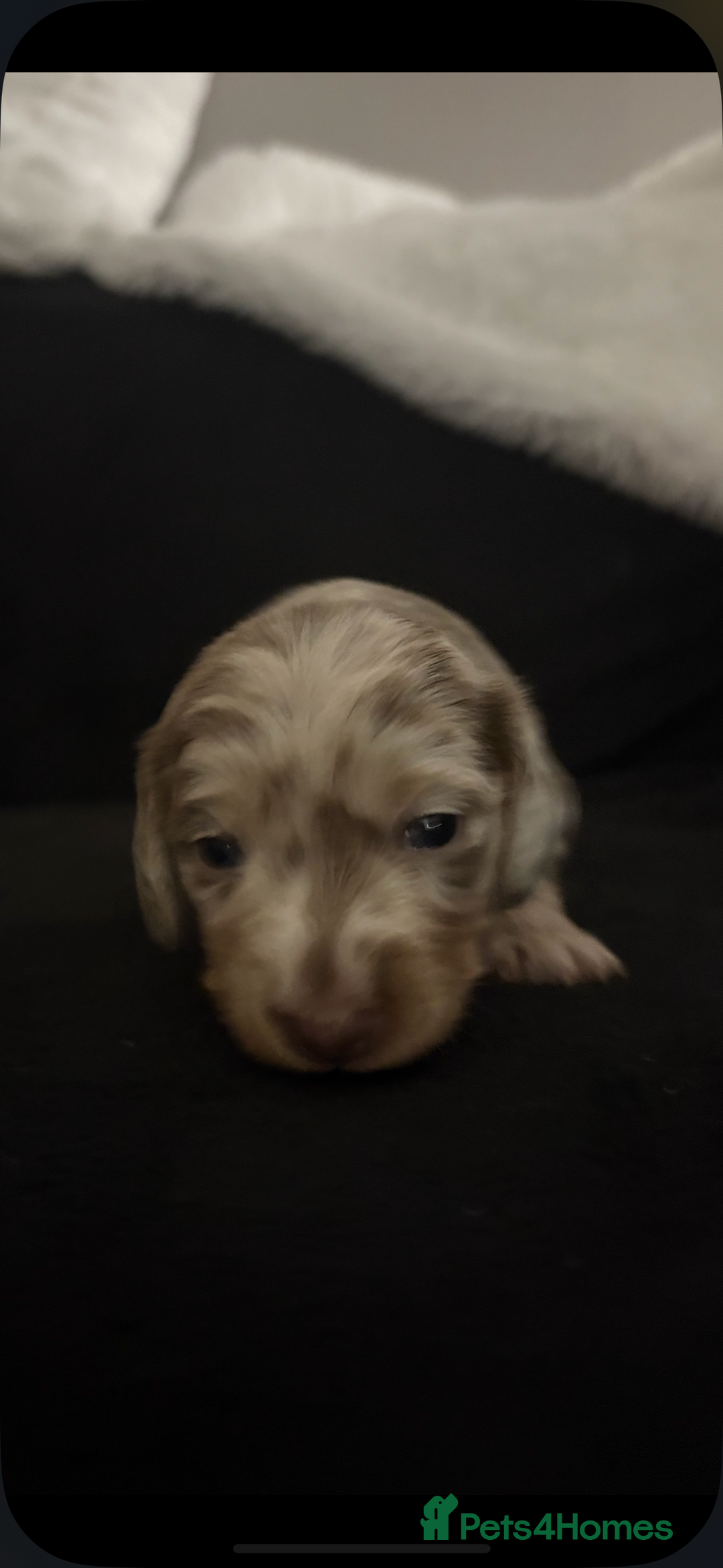 Miniature Dachshund dogs for sale: Miniature Dachshund Puppies - Image 7