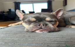 French Bulldog dogs for sale: Bella the Frenchie - for adoption ❤️ - Image 6