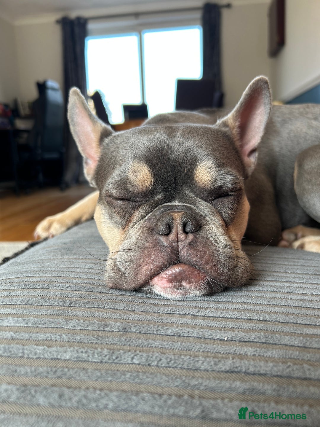 French Bulldog dogs for sale: Bella the Frenchie - for adoption ❤️ - Image 6