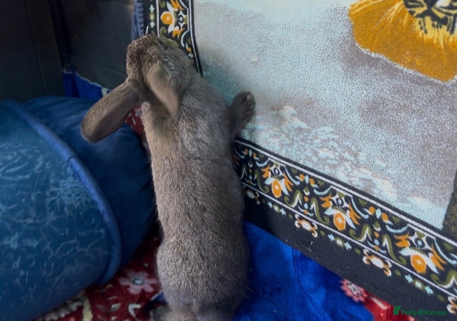 Mini Lop rabbits Mini lop rabbit  - Advert 2