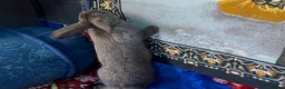 Mini Lop rabbits for sale: Mini lop rabbit  - Advert 2