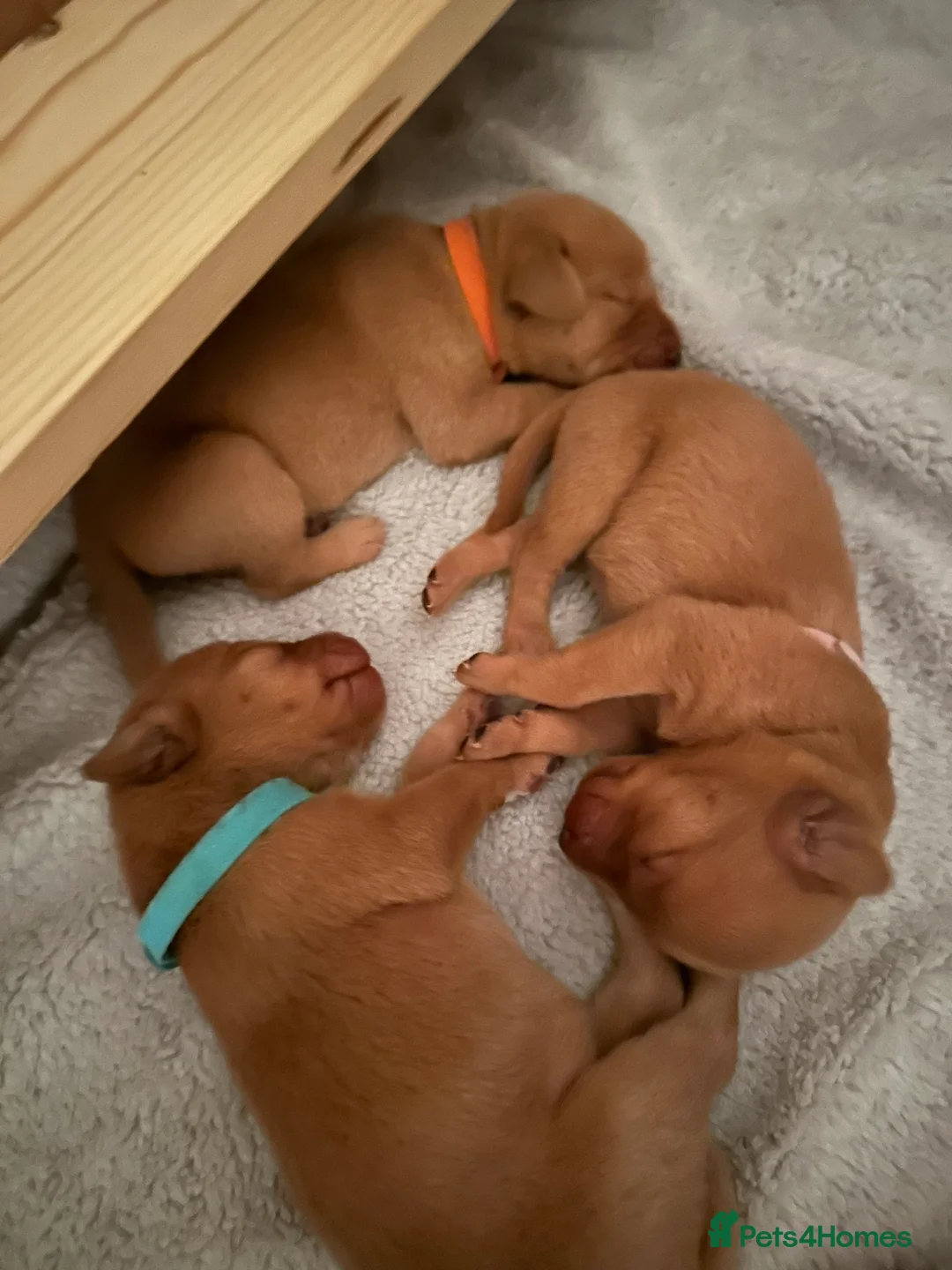 Labrador Retriever dogs for sale: KC Reg. Fox Red Lab (Working) Puppies - Advert 2