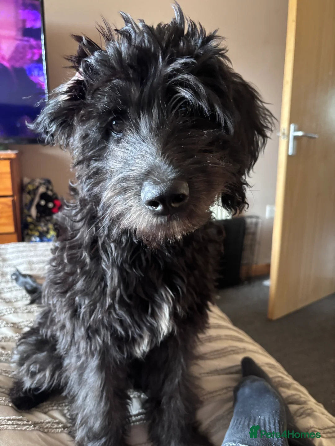 Labradoodle dogs for sale: 10 month old male labradoodle - Advert 3