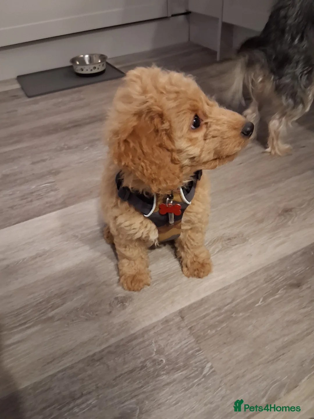 Cockapoo dogs for sale: Baby boy cockapoo  - Advert 3