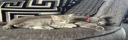 Mixed Breed cats for sale: Beautiful British Shorthair Cross Kittens 🐾 - Advert 3