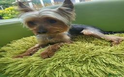 Yorkshire Terrier dogs for stud: Bentley  - Image 2