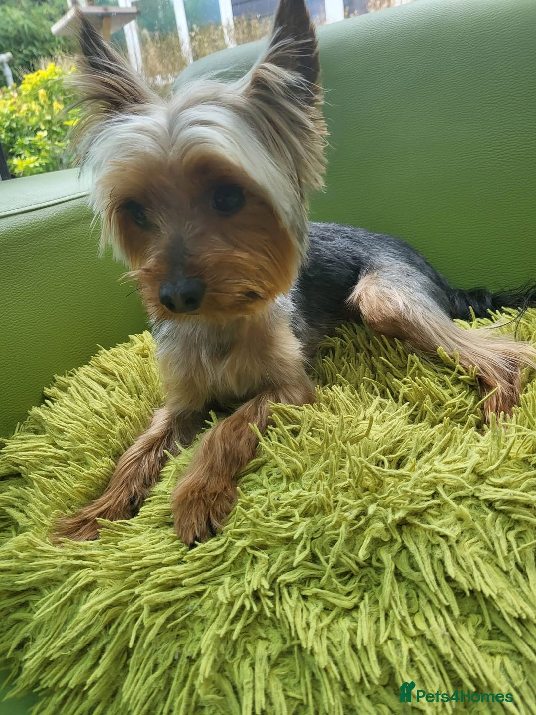 Yorkshire Terrier dogs for stud: Bentley  - Image 2