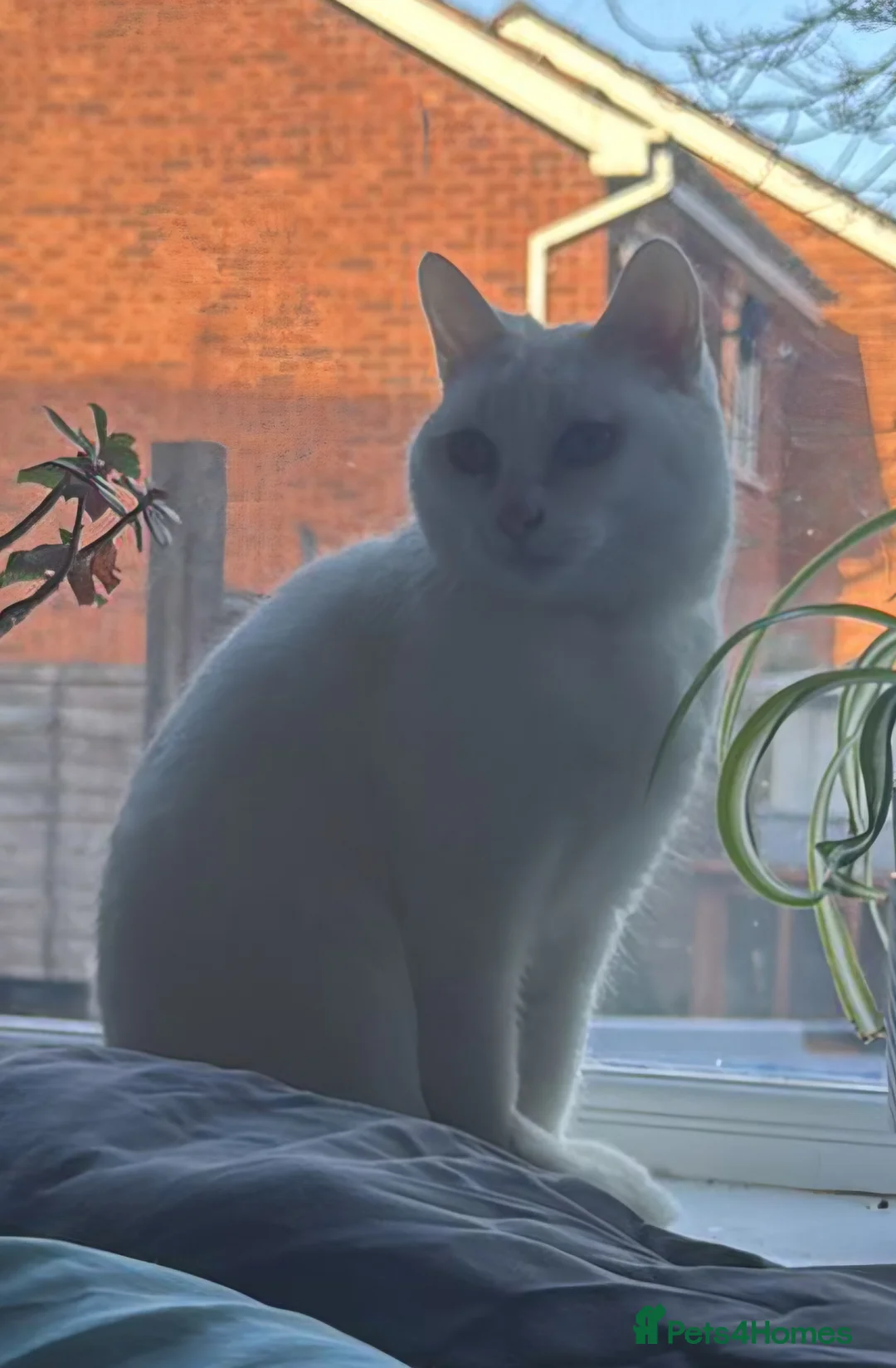 Mixed Breed cats for sale: Looking for a new home - Advert 2