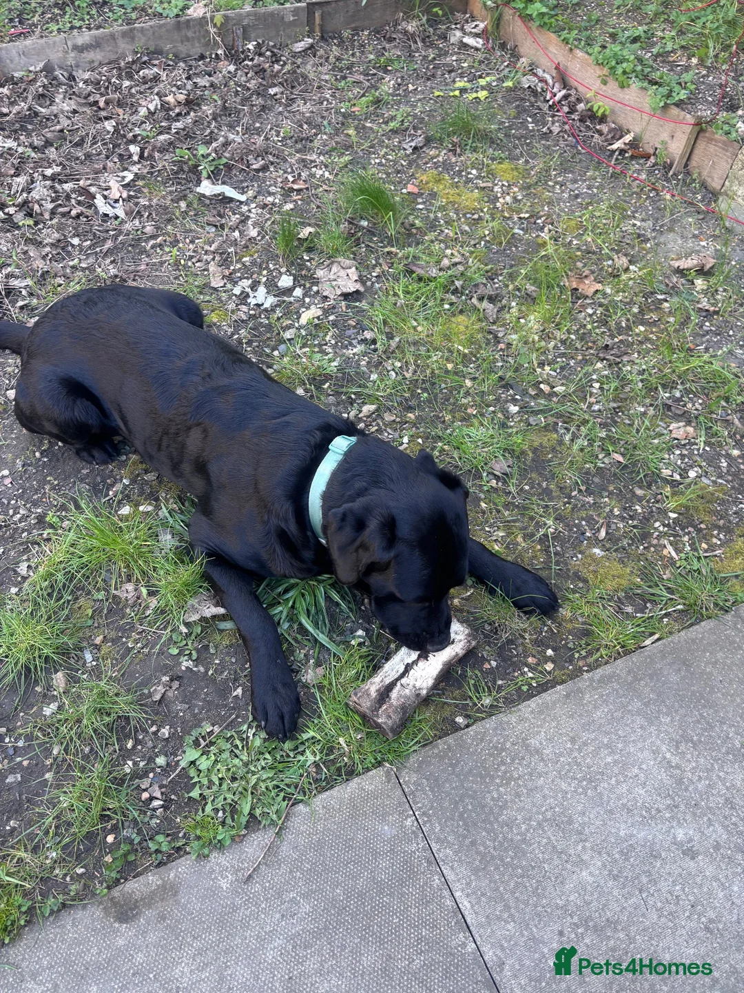 Labrador Retriever dogs for sale: Lovely Labrador retriever  - Advert 2