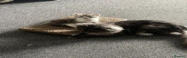 Maine Coon 1