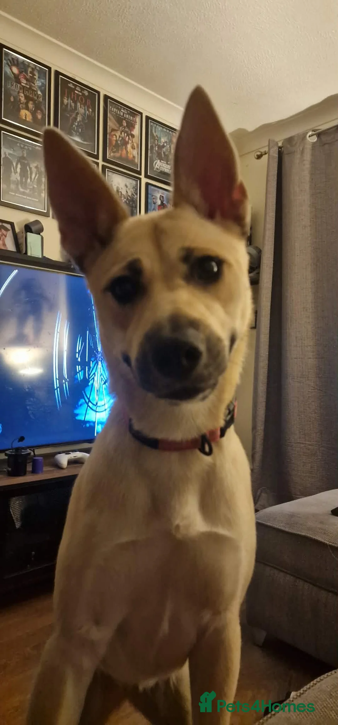 Mixed Breed dogs for sale: Beautiful German Shepherd girl - Advert 2