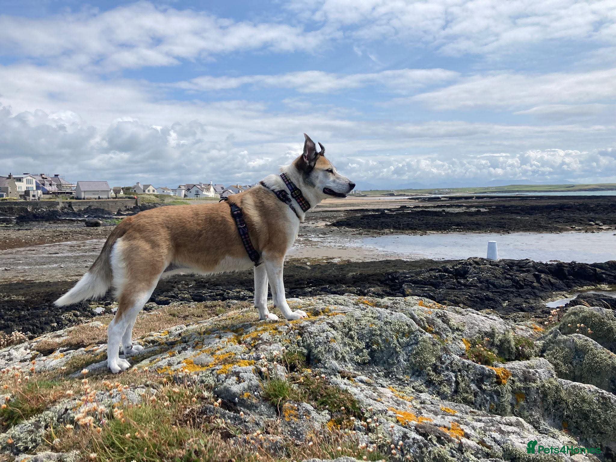 Mixed Breed dogs 🐾 ROMA ❤️ SPECIAL GIRL SEEKS SPECIAL HOME 🏡 - Advert 3