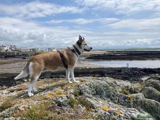 Mixed Breed dogs 🐾 ROMA ❤️ SPECIAL GIRL SEEKS SPECIAL HOME 🏡 - Advert 3