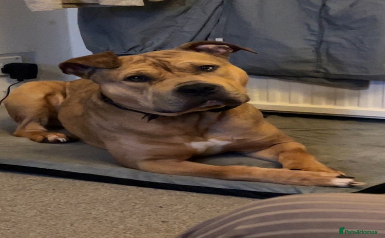 Mixed Breed dogs - Advert 5