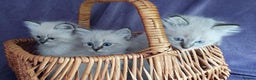 Siberian cats for sale: Siberian kittens for sale  - Advert 7