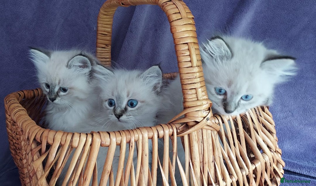 Siberian cats for sale: Siberian kittens for sale  - Image 7