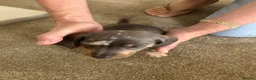 Dachshund dogs for sale: Miniature Dachshunds dapple Puppy’s  - Advert 14
