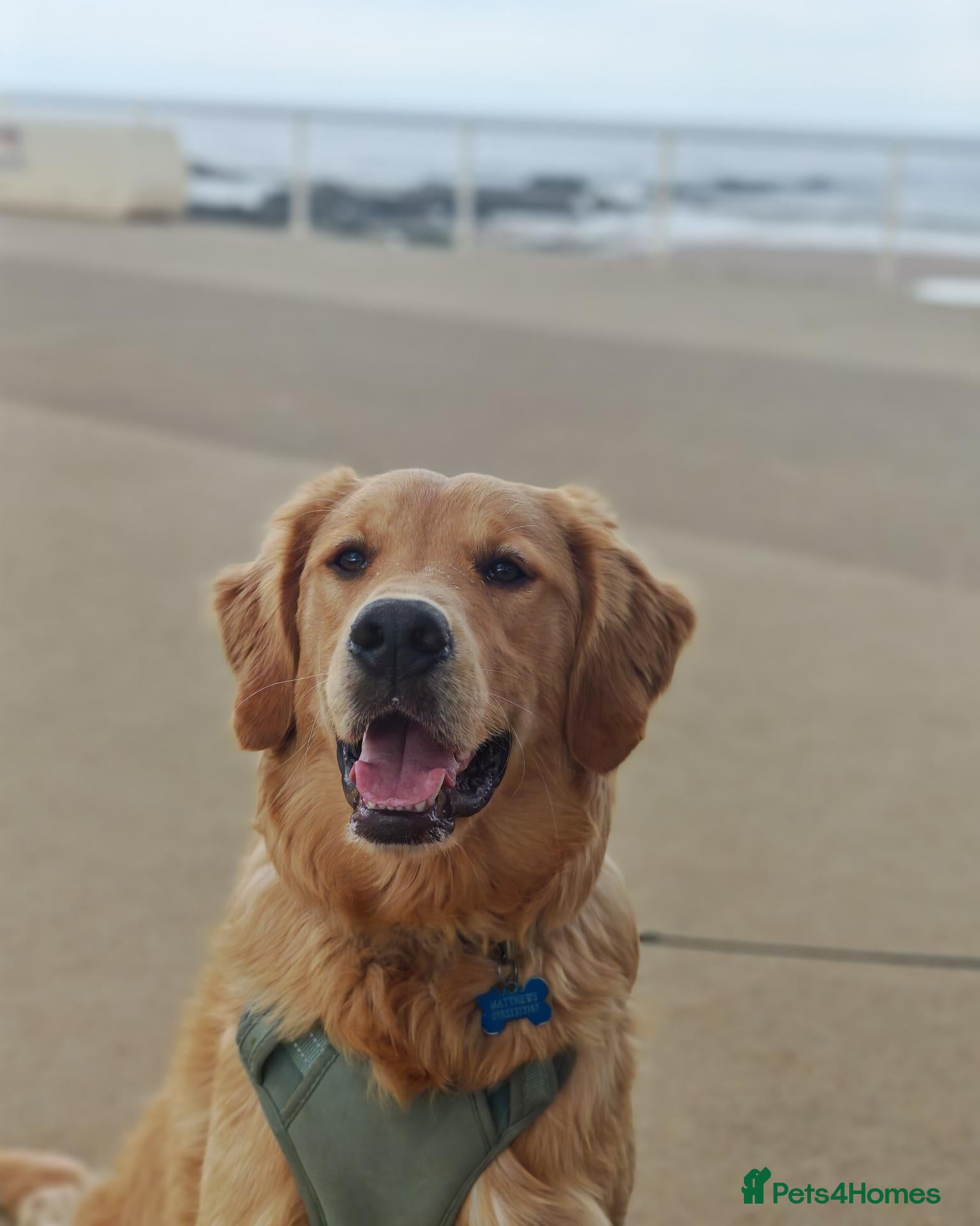 Golden Retriever dogs Gorgeous KC Reg Golden Retriever Boy - Advert 1