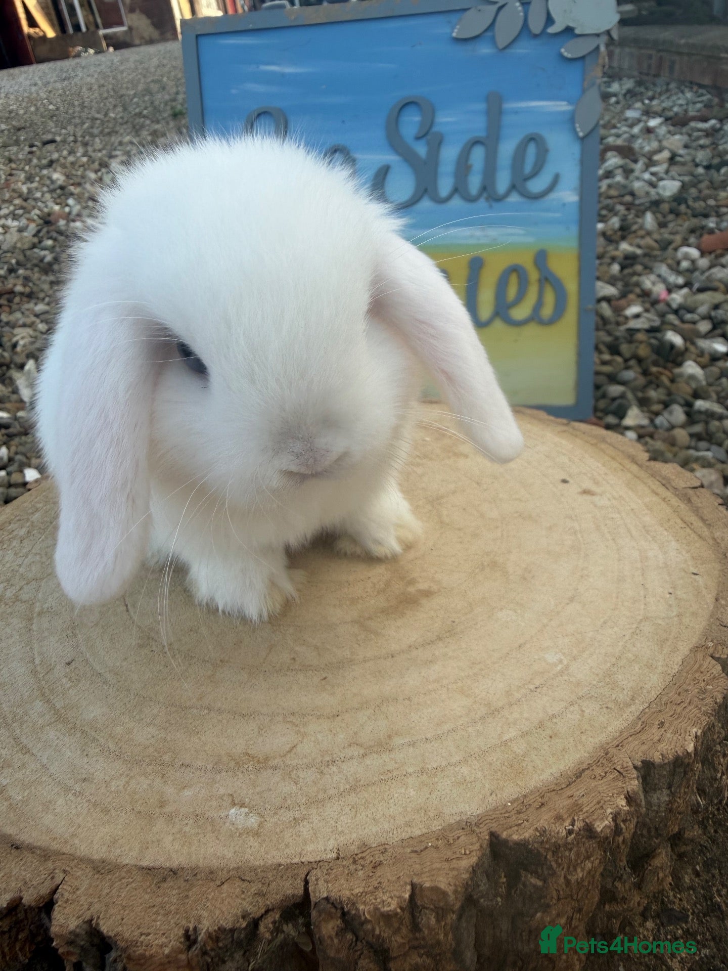 Mini Lop rabbits Beautiful mini lop ready to reserve 🩷🥰 - Advert 5