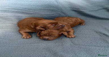 Cavapoo dogs - Advert 10
