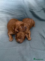 Cavapoo dogs - Advert 8