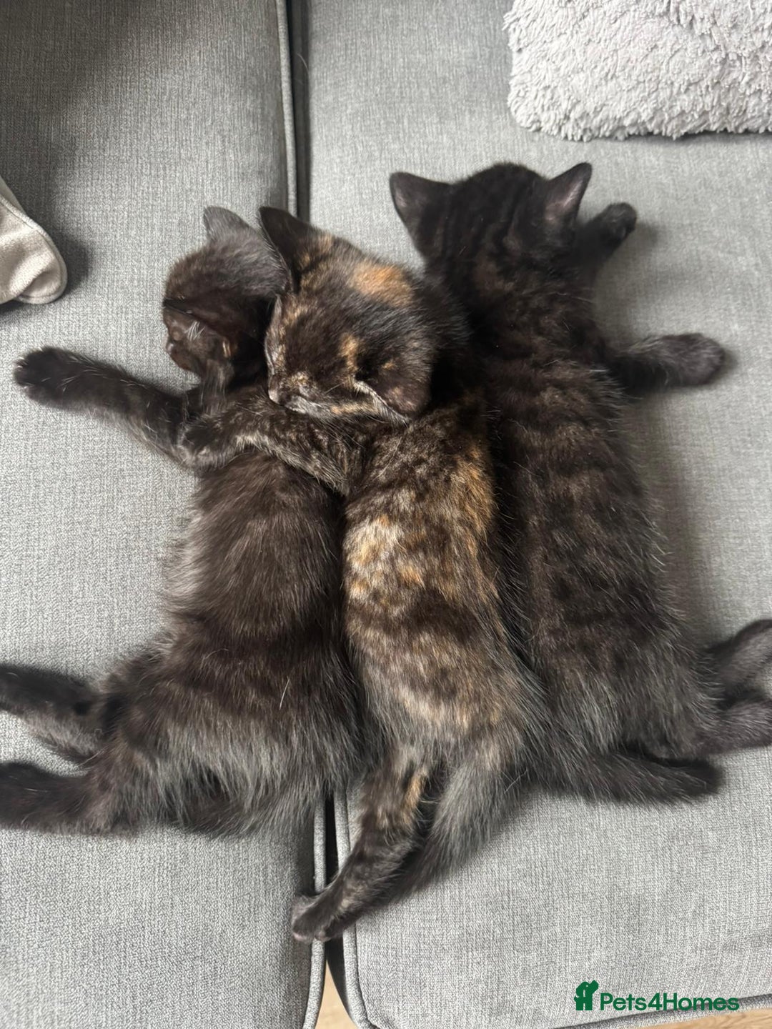 British Shorthair cats for sale: Beautiful kittens from black smoke mum  - Advert 11