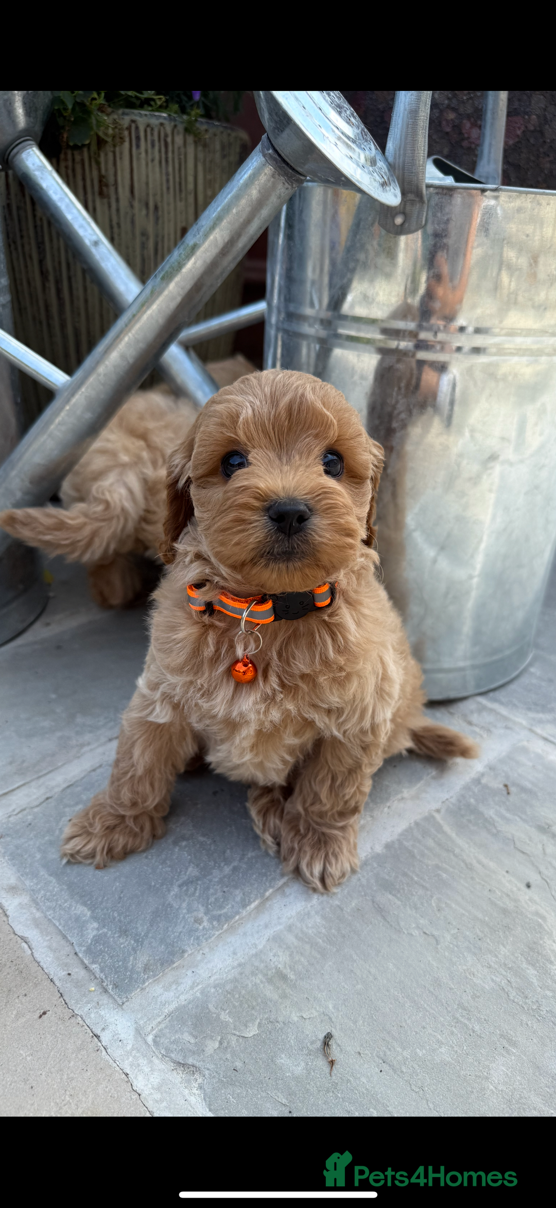 Cavapoo dogs for sale: Extensively Health Tested Apricot Cavapoo pups - Image 9