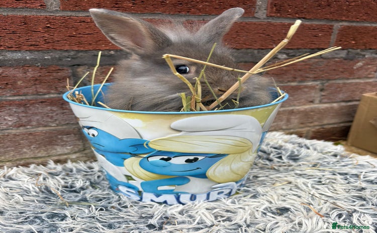 Lionhead rabbits - Advert 11