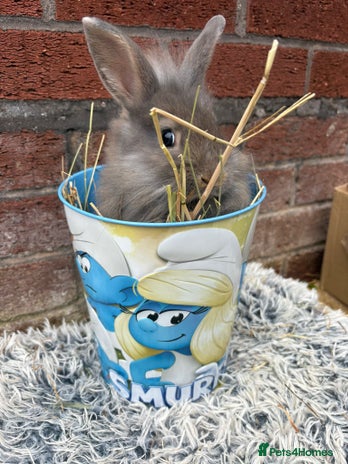 Lionhead rabbits - Advert 13