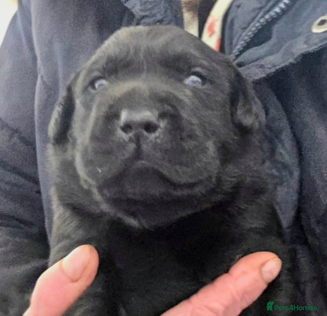 Labrador Retriever dogs for sale: Beautiful Black Labrador Puppies  - Advert 5