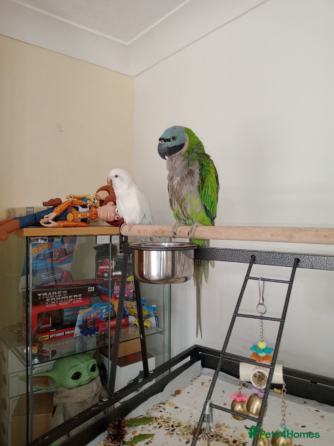 Parrots birds for sale: Lord Darbyon  in Newton Abbot - Image 1