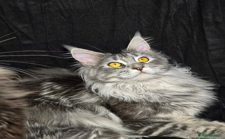 Maine Coon cats - Advert 1