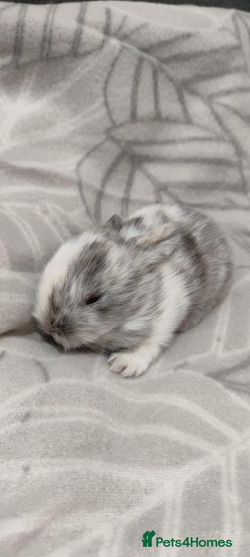 Mini Lop rabbits Mini lop/lion head new arrivals  - Advert 2