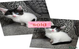 Ragdoll cats for sale: Cross ragdolls  - Image 3