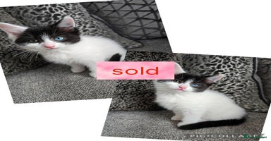 Ragdoll cats - Advert 1