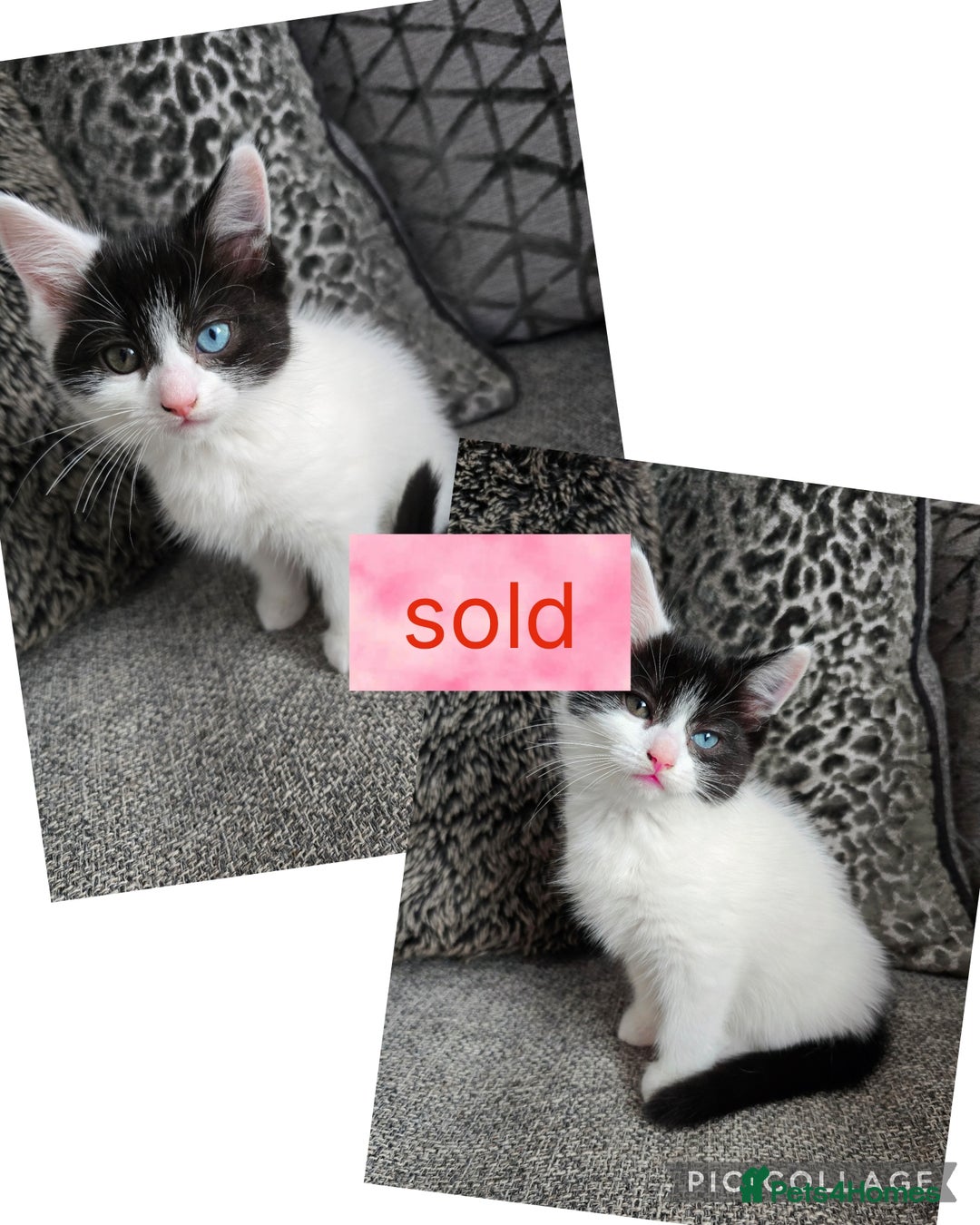 Ragdoll cats for sale: Cross ragdolls  - Image 3