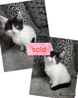 Ragdoll cats - Advert 1