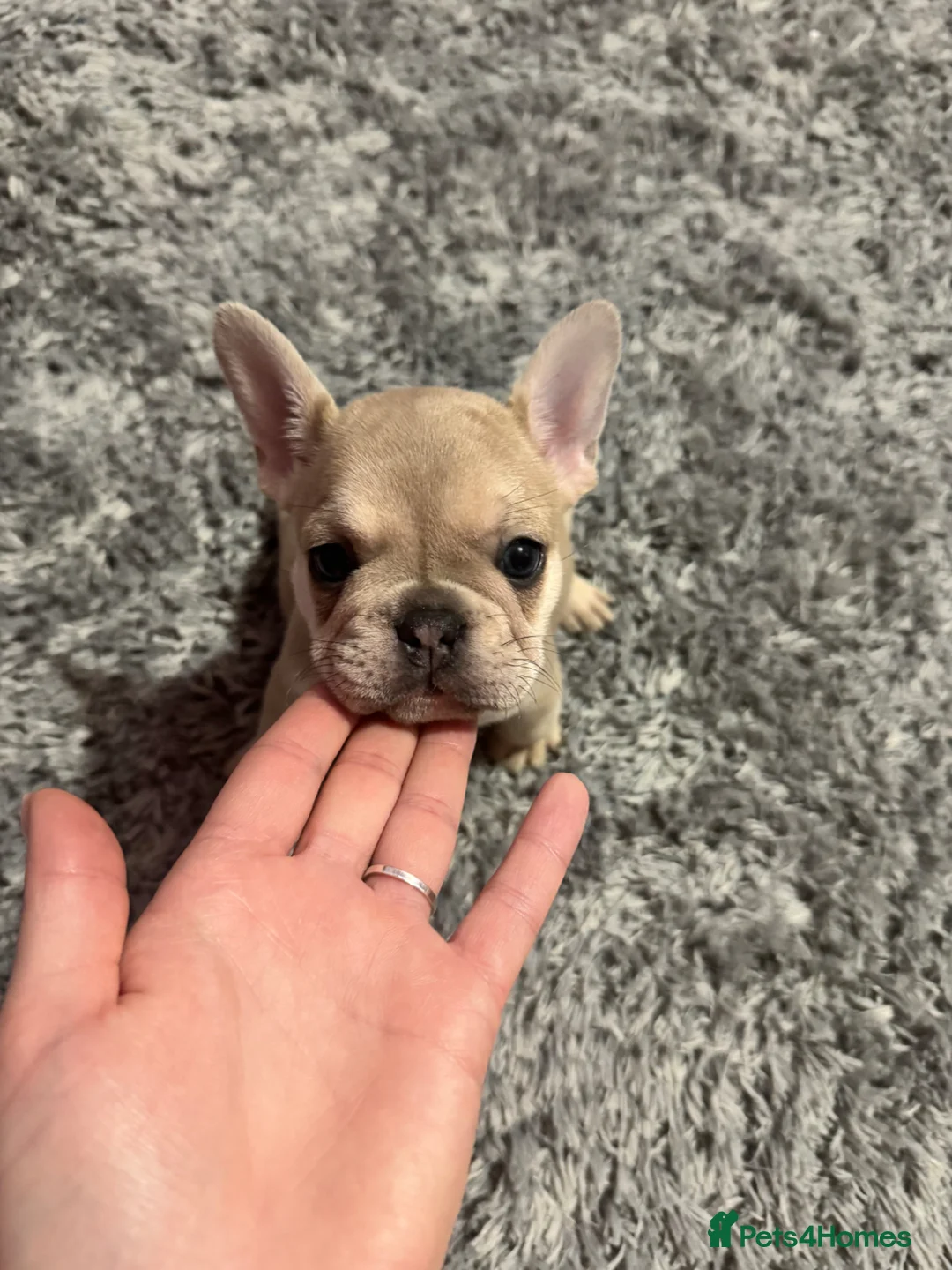 French Bulldog dogs for sale: Blue, blue fawn and platinum french bulldog  - Advert 14