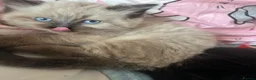 Ragdoll cats for sale: 2 beautiful ragdolls ready for their forever home - Advert 23