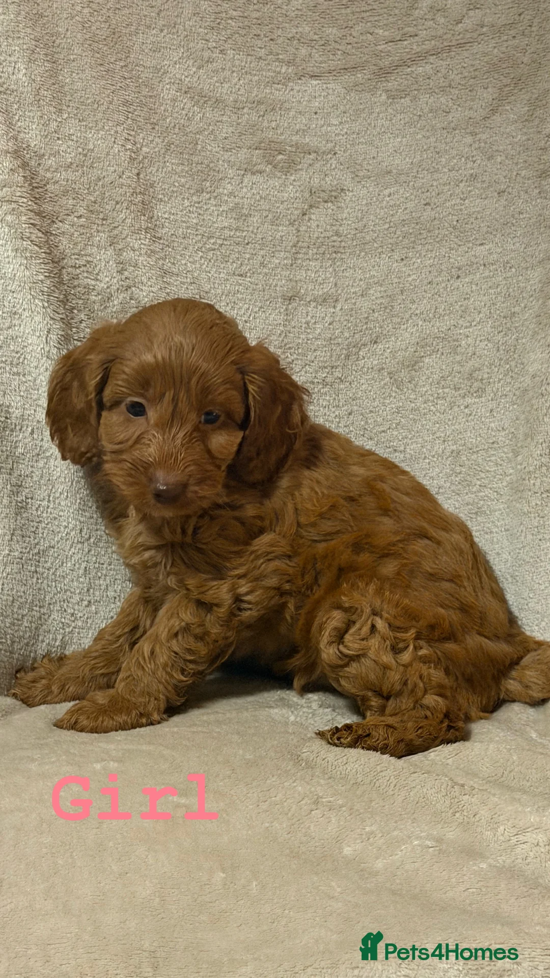 Cockapoo dogs for sale: F1b cockapoo  - Advert 3