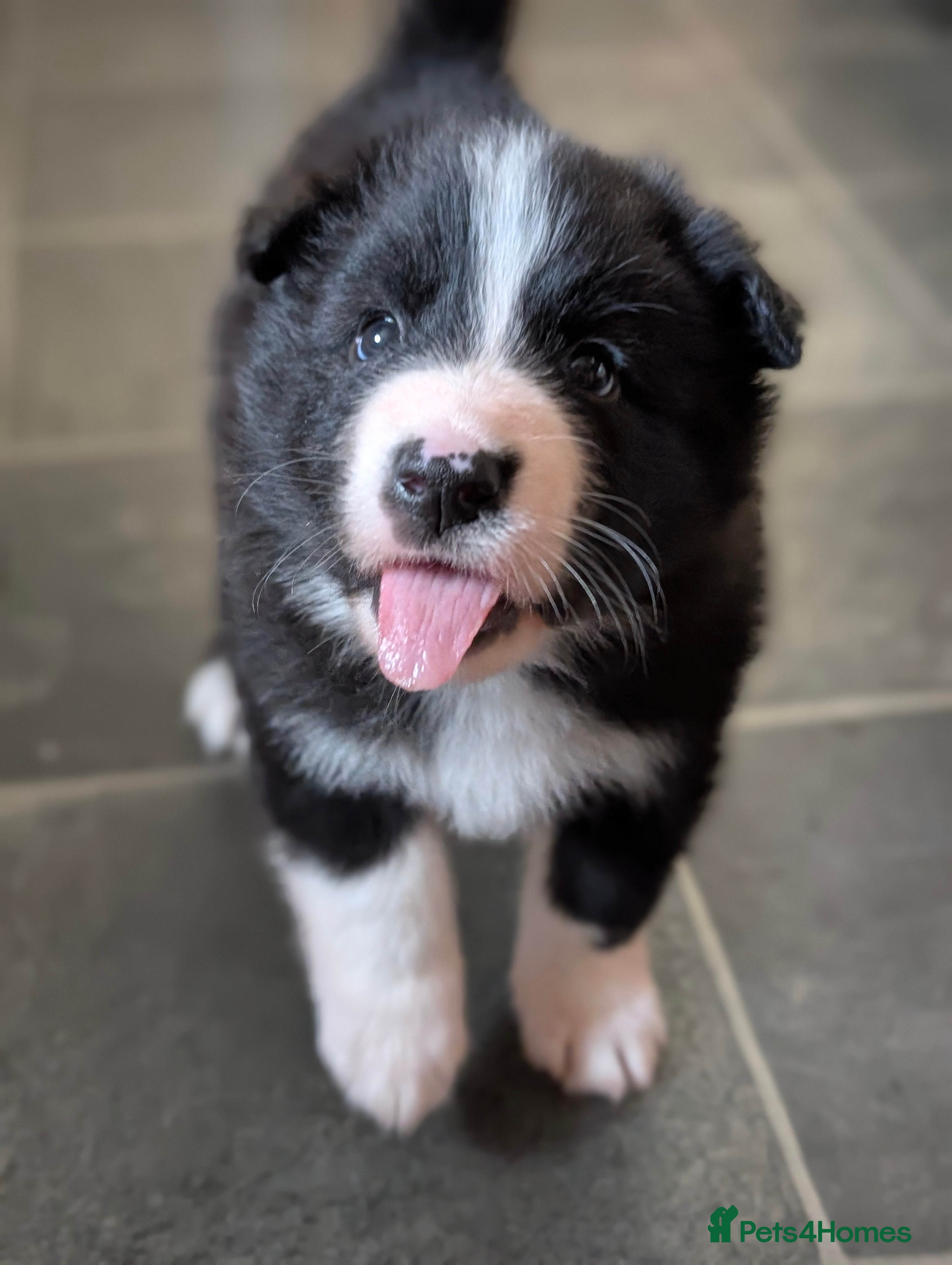 Mixed Breed dogs White Swiss Shepherd x Border Collie x Husky Pups - Advert 5